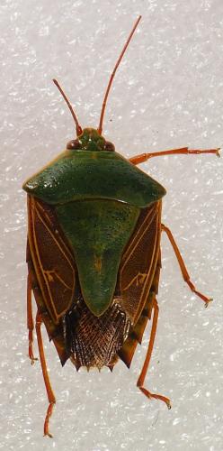 Edessa sp.